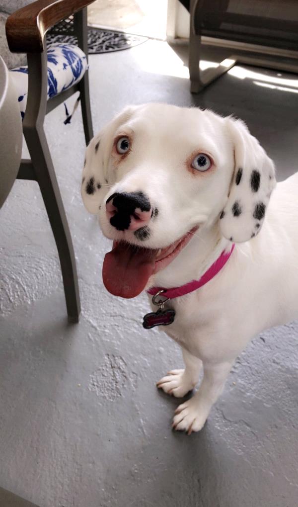 /Images/uploads/Louies Legacy Animal Rescue/cutest-rescue-pet-2023/entries/28116thumb.jpg